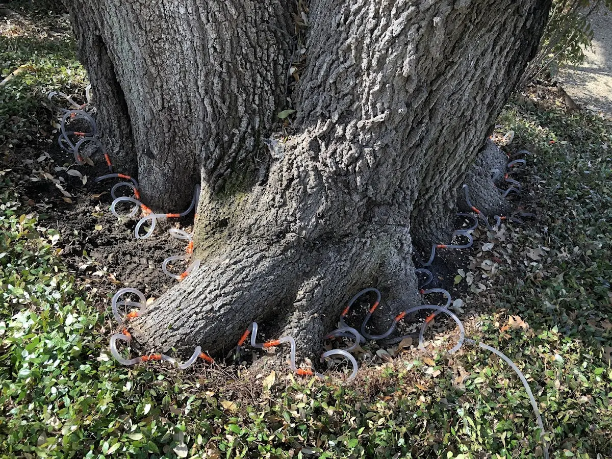Detailed Tree Cabling and Bracing job site in Barksdale Afb