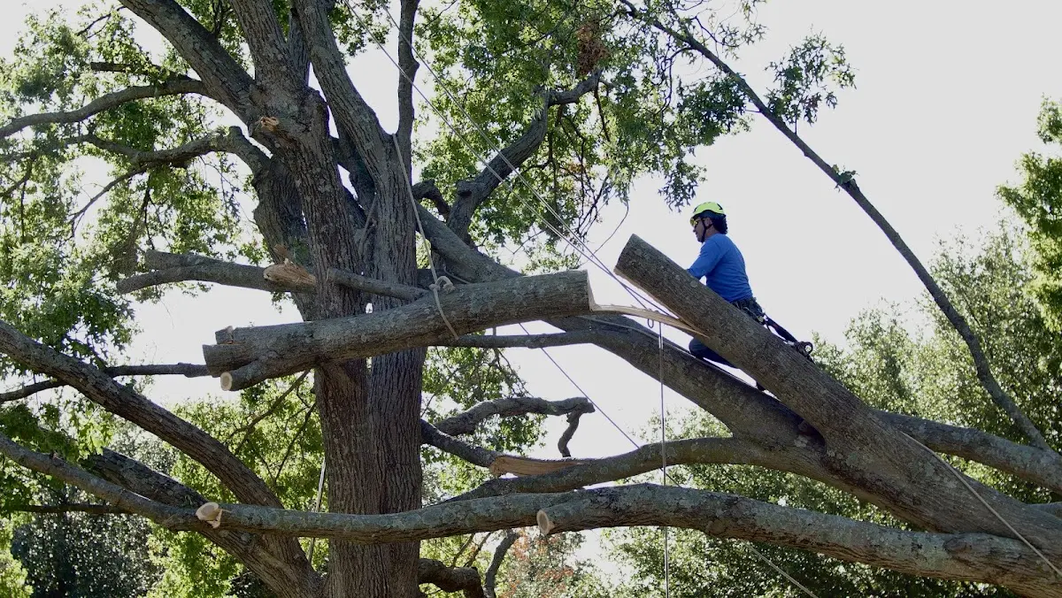 Professional Hazardous Tree Removal performed by certified arborists in Barksdale Afb